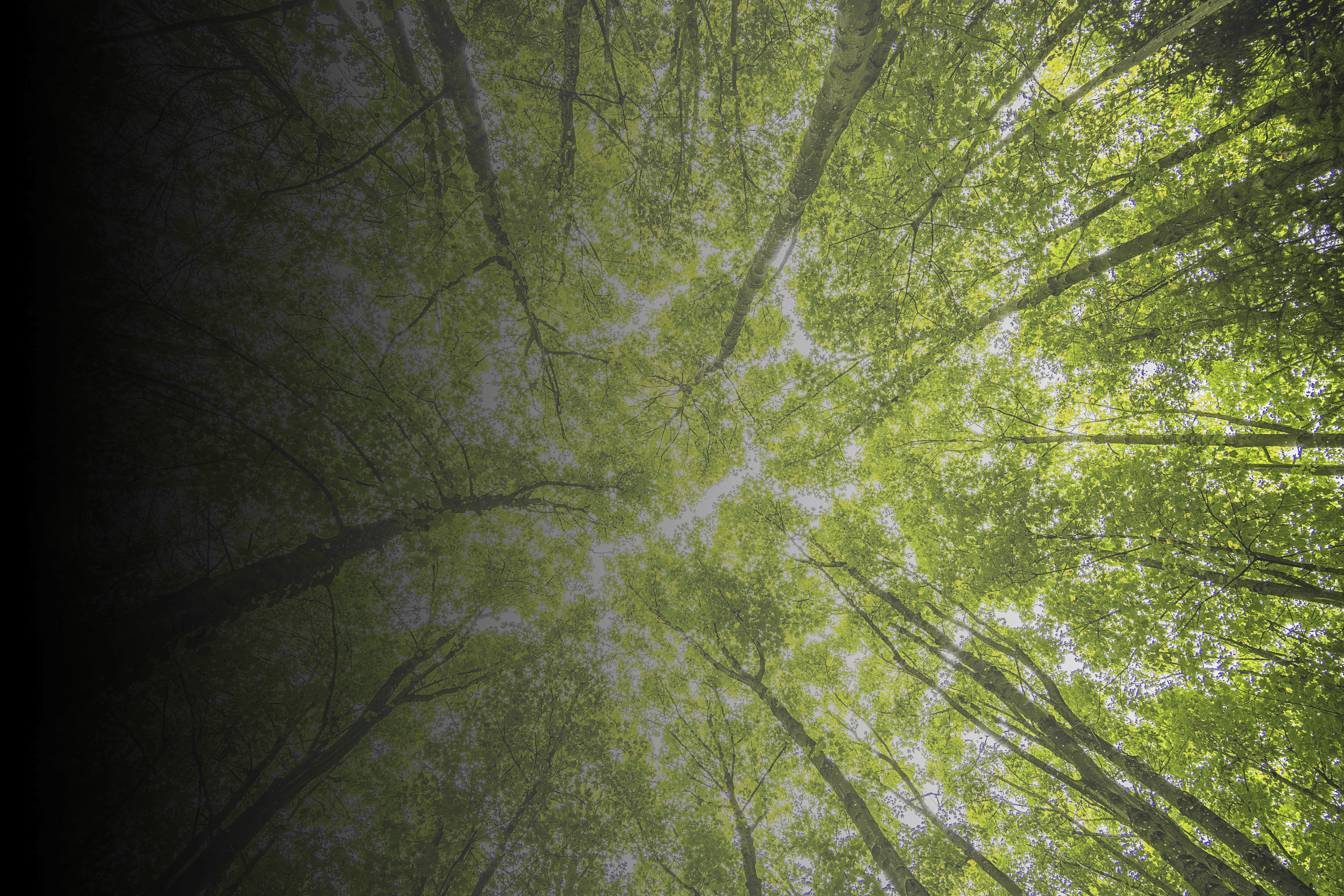 sustainability 
